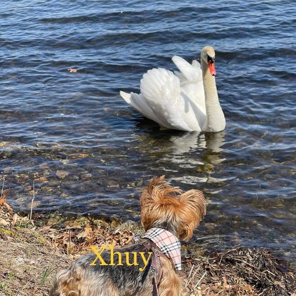 My Little  fur baby XHUY........ 🐾🐾❤️❤️🐾🐾🐾❤️ - Picture 8 of 16